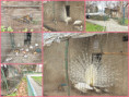 /album/trend/094-bird-zoo-jpg/
